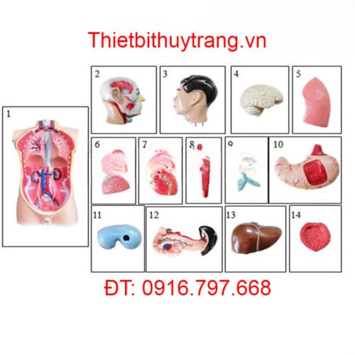 Mô Hình Giải Phẫu Người Bán Thân 14 Phần TTK