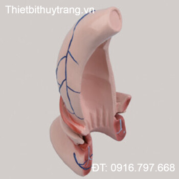 MÔ HÌNH GIẢI PHẪU ỐNG HẬU MÔN VÀ TRỰC TRÀNG GD/A12007