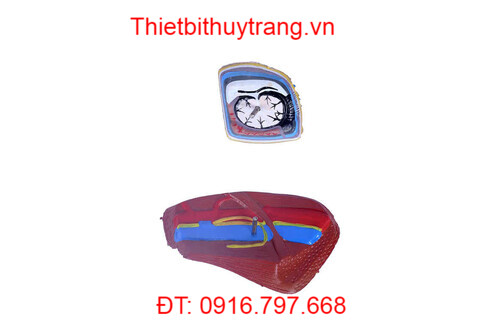 Mô Hình Giải Phẫu Thần Kinh Vùng Cổ Kích Thước Thật