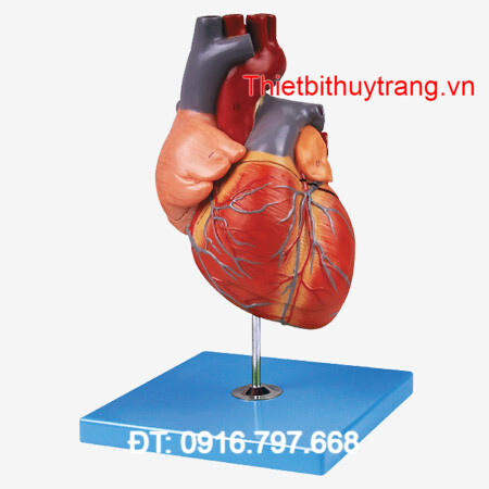 MÔ HÌNH GIẢI PHẪU TIM NGƯỜI LỚN GD/A16007