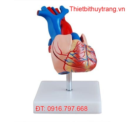 MÔ HÌNH GIẢI PHẪU TRÁI TIM NGƯỜI KÍCH THƯỚC THẬT