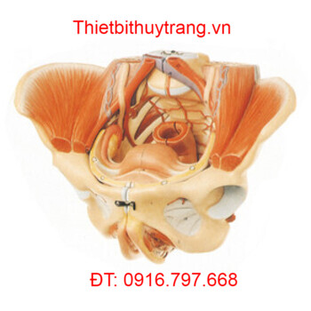 MÔ HÌNH GIẢI PHẪU XƯƠNG CHẬU NỮ GD/A15107