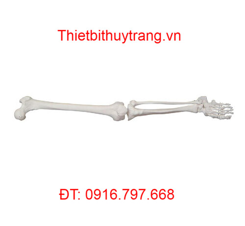 MÔ HÌNH GIẢI PHẪU XƯƠNG CHI DƯỚI KÍCH THƯỚC THẬT