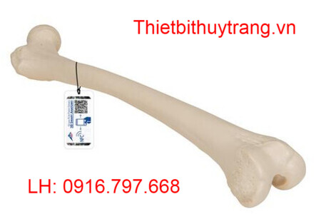 MÔ HÌNH GIẢI PHẪU XƯƠNG ĐÙI NGƯỜI 1019360 - 3B SCIENTIFIC