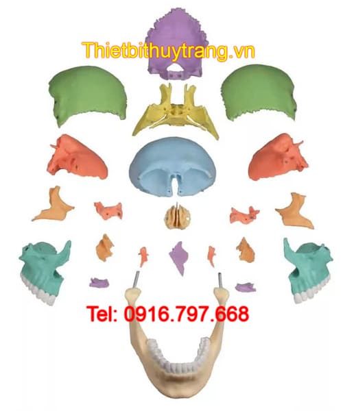 Mô Hình Giải Phẫu Xương Sọ 22 Phần Tháo Rời Erler Zimmer