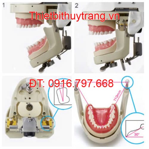 Mô Hình Giảng Dạy Hàm Và Khớp Cắn Nha Khoa Nissim Type 2