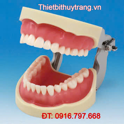 MÔ HÌNH GIẢNG DẠY NHA KHOA HÀM 32 RĂNG PHỤC HÌNH GIẢ NISSIN