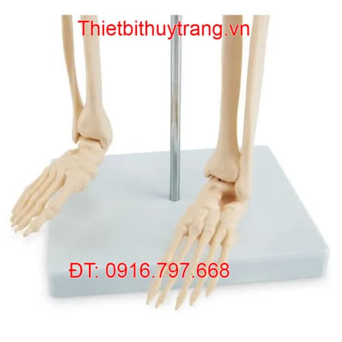 Mô Hình Hệ Xương Người Toàn Thân Nasco SB48602