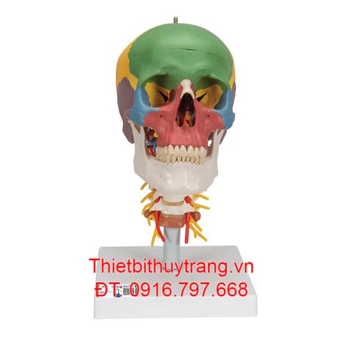 MÔ HÌNH HỘP SỌ 4 PHẦN VỚI CỘT SỐNG CỔ 3B SCIENTIFIC 1020161