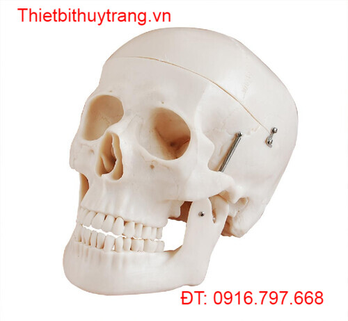 MÔ HÌNH HỘP SỌ KÍCH THƯỚC THẬT CHẤT LƯỢNG CAO