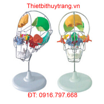 MÔ HÌNH GIẢI PHẪU HỘP SỌ NGƯỜI LỚN TÔ MÀU TÁCH RỜI GD/A11116/2
