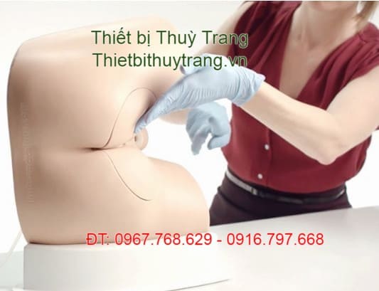 Mô hình khám hậu môn trực tràng tiêu chuẩn cho nam