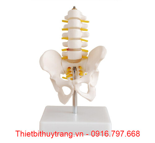 MÔ HÌNH KHUNG XƯƠNG CHẬU KÈM 5 ĐỐT SỐNG THẮT LƯNG