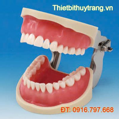 MÔ HÌNH PHẪU THUẬT HÀM 32 RĂNG NISSIN