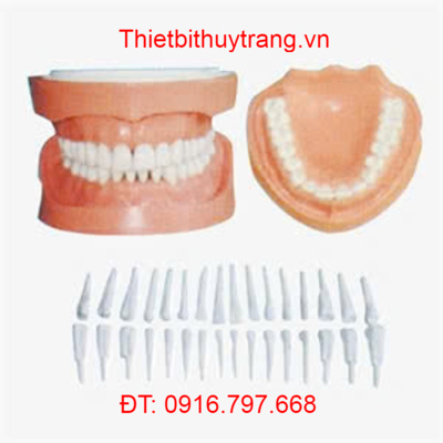 MÔ HÌNH RĂNG CÓ THỂ THÁO RỜI VỚI CHÂN RĂNG GD/B10029