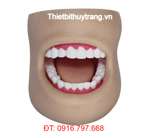 MÔ HÌNH RĂNG MIỆNG ĐẦY ĐỦ BỘ PHẬN