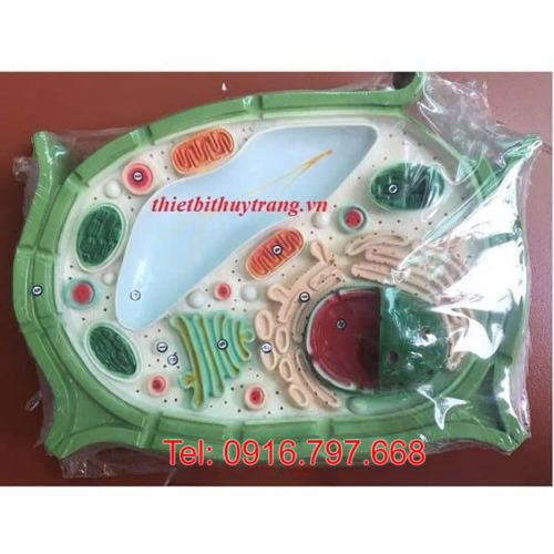 MÔ HÌNH TẾ BÀO THỰC VẬT