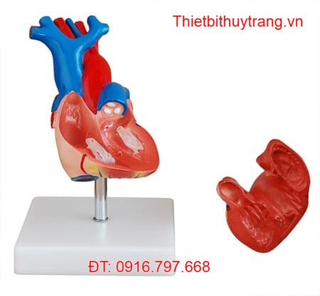 Mô Hình Tim Người Kích Thước Thật Có Chân Đế