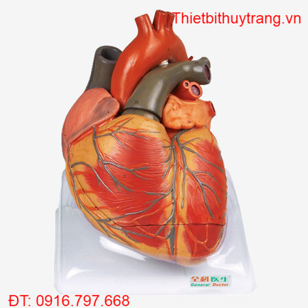 MÔ HÌNH TIM PHÓNG ĐẠI GẤP 4 LẦN GD/A16006