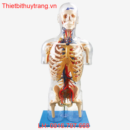 MÔ HÌNH TRONG SUỐT VỚI CẤU TRÚC THẦN KINH VÀ MẠCH MÁU GD/A10005