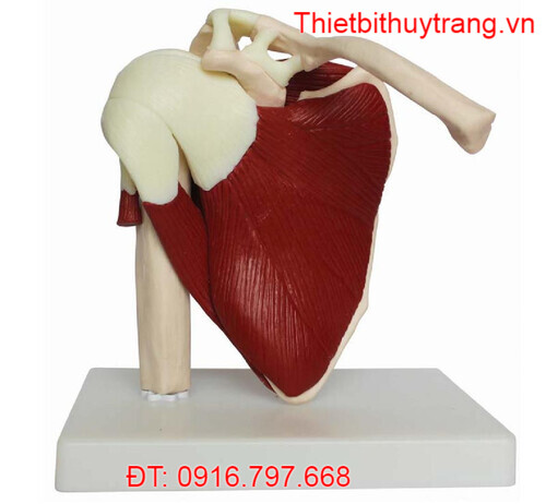 MÔ HÌNH XƯƠNG BẢ VAI VÀ KHỚP VAI KÍCH THƯỚC THẬT