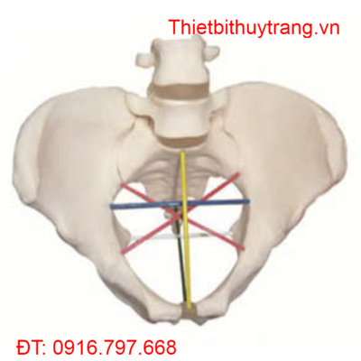 MÔ HÌNH XƯƠNG CHẬU KÍCH THƯỚC THẬT 3 CHIỀU GD/F24