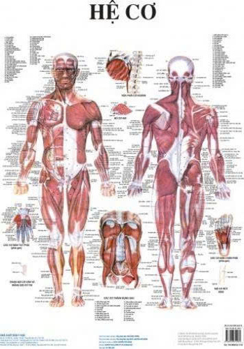 Tranh Giải Phẫu Người Hệ Cơ 13 Tờ
