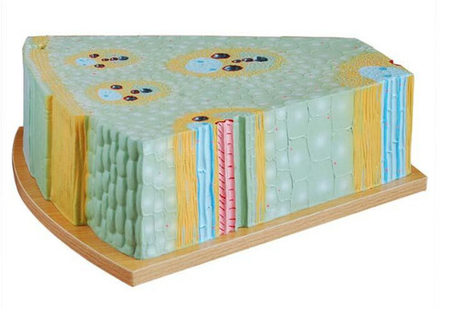 CẤU TẠO GIẢI PHẪU CỦA THÂN CÂY MỘT LÁ MẦM