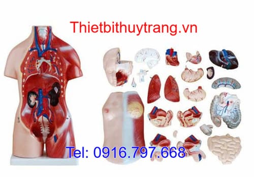 Mô Hình Giải Phẫu Người Bán Thân 45 Cm Lưỡng Tính 23 Phần