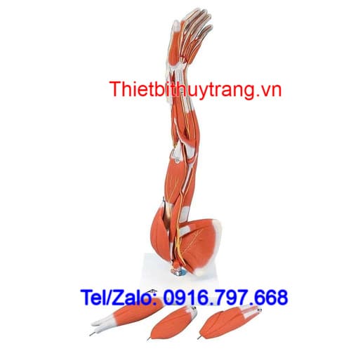 Mô Hình Giải Phẫu Cánh Tay Cơ Bắp 6 Phần 3B Scientific 1000015