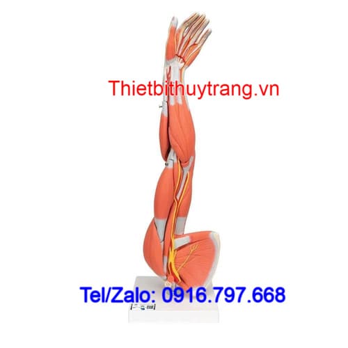 Mô Hình Giải Phẫu Cánh Tay Cơ Bắp 6 Phần 3B Scientific 1000015