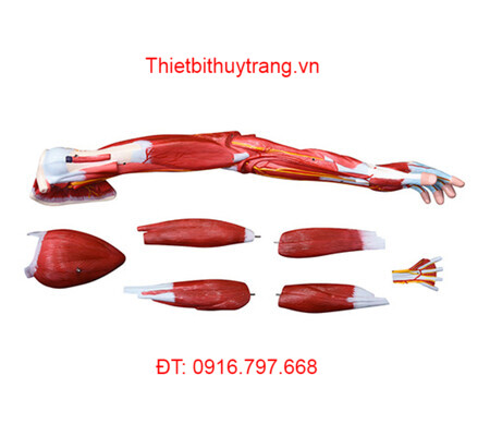 MÔ HÌNH CƠ BẮP CÁNH TAY KÍCH THƯỚC THẬT 7 PHẦN