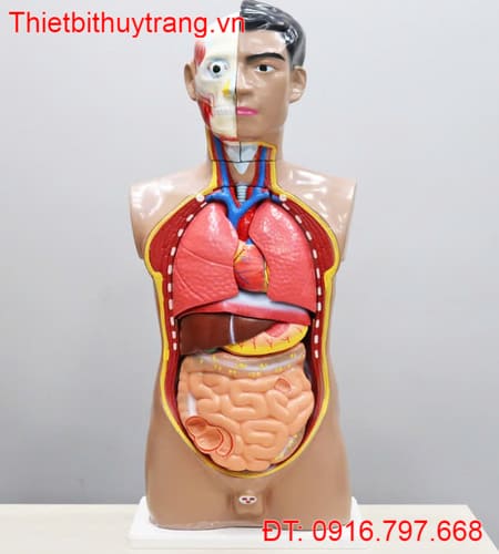 MÔ HÌNH GIẢI PHẪU CƠ THỂ NGƯỜI CÓ NỘI TẠNG BÁN THÂN 82CM