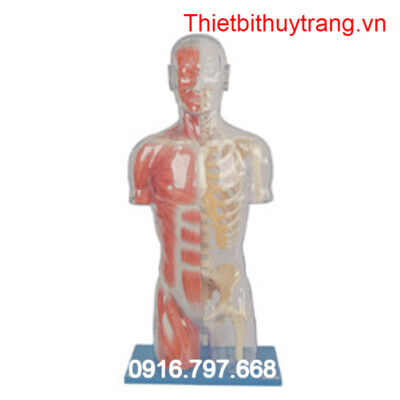 MÔ HÌNH GIẢI PHẪU HỆ CƠ BÁN THÂN TRONG SUỐT CÓ CƠ BẮP GD/A10006
