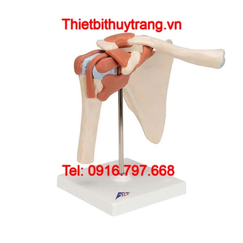 Mô Hình Giải Phẫu Khớp Bả Vai Cao Cấp 3B Scientific 1000162