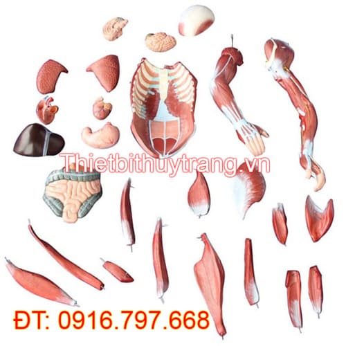 MÔ HÌNH GIẢI PHẪU CƠ THỂ NGƯỜI CAO 80CM VỚI CƠ QUAN NỘI TẠNG