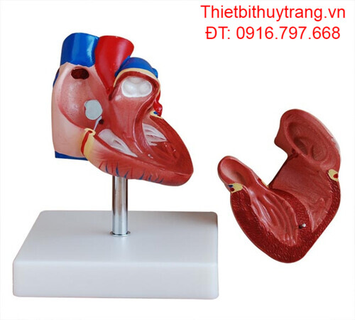 MÔ HÌNH TRÁI TIM NGƯỜI KÍCH THƯỚC THẬT MẪU TIÊN TIẾN
