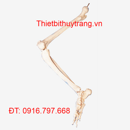 MÔ HÌNH GIẢI PHẪU XƯƠNG CHI DƯỚI GD/A11131