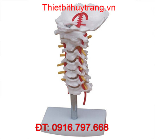 MÔ HÌNH GIẢI PHẪU XƯƠNG CỘT SỐNG CỔ CÓ ĐỘNG MẠCH TT-133