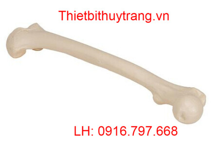 MÔ HÌNH GIẢI PHẪU XƯƠNG ĐÙI NGƯỜI 1019360 - 3B SCIENTIFIC