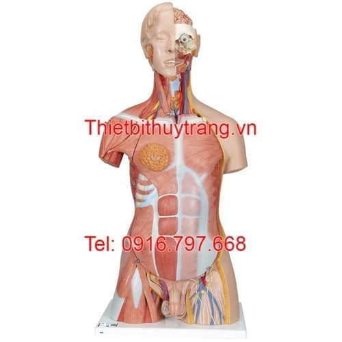 Mô Hình Giải Phẫu Người Bán Thân 31 Phần 3B Scientific 1000203