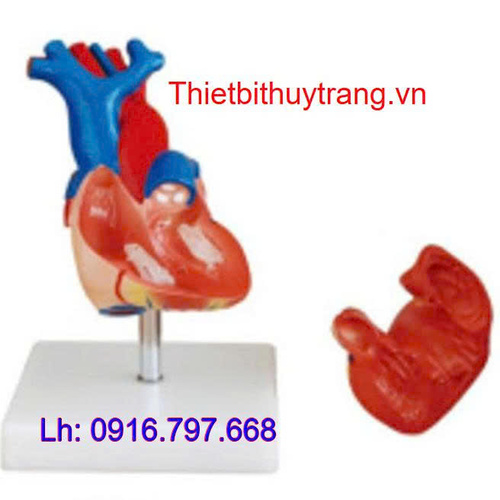 Mô Hình Tim Người Kích Thước Thật