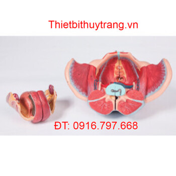 MÔ HÌNH XƯƠNG CHẬU NỮ CÓ CƠ QUAN SINH SẢN VÀ DÂY THẦN KINH GD/A15107/1