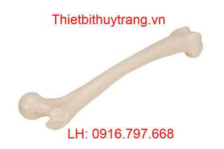 MÔ HÌNH GIẢI PHẪU XƯƠNG ĐÙI NGƯỜI 1019360 - 3B SCIENTIFIC