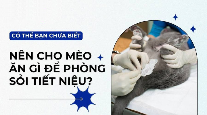 Nguyên nhân và phương pháp điều trị bệnh sỏi tiết niệu ở mèo