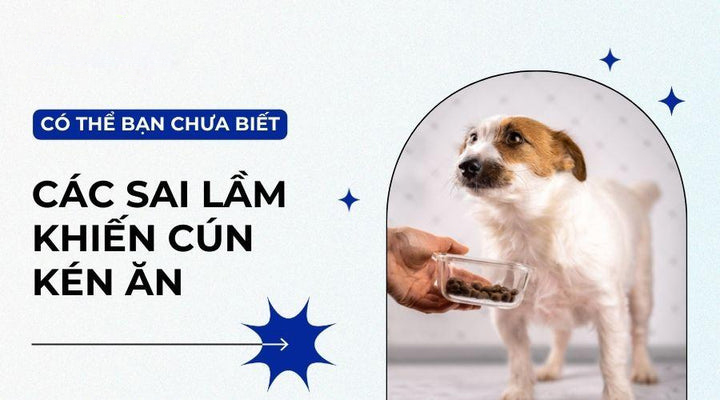 Nguyên nhân và cách khắc phục chó kén ăn hiệu quả