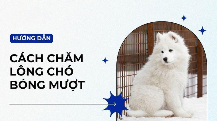 Bí mật chăm sóc lông chó mượt và sáng bóng