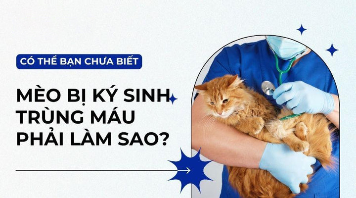 Ký sinh trùng máu ở mèo: Nguyên nhân và cách điều trị kịp thời