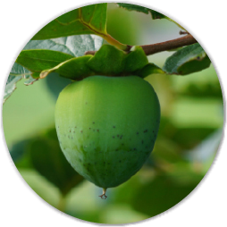 Persimmon Extract