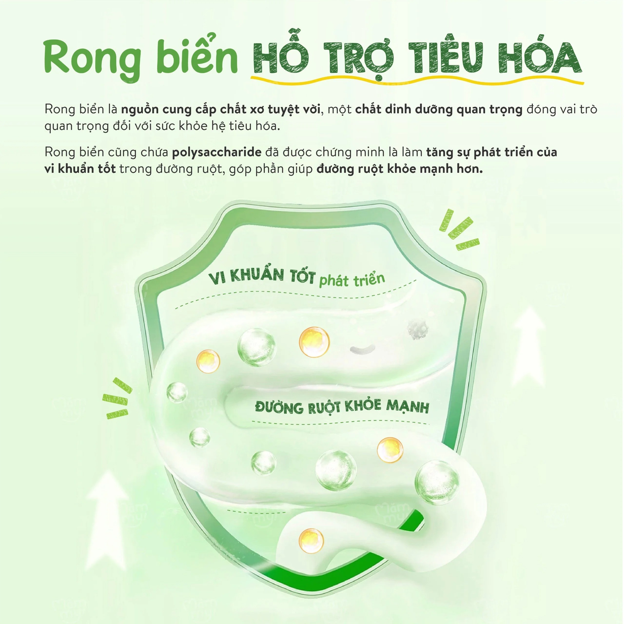 MAMMY - 6M+RONG BIỂN RẮC CƠM